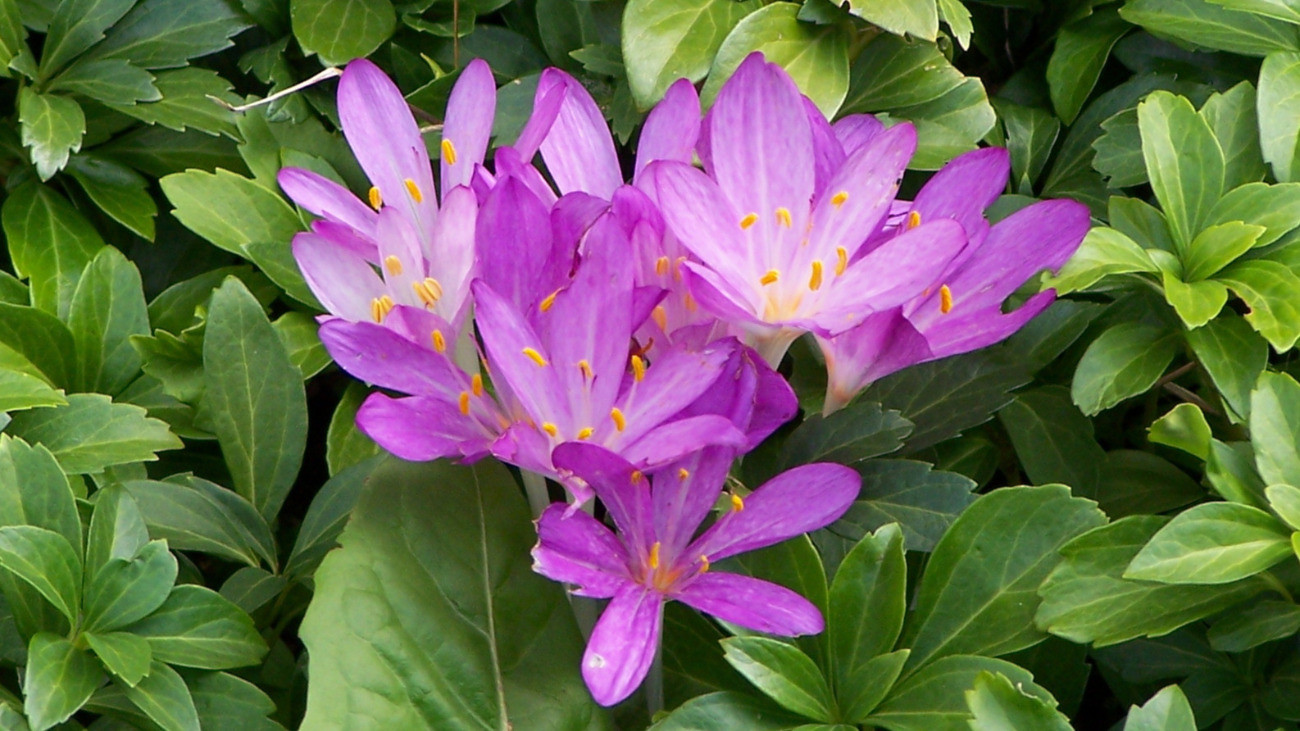 Őszi kikerics, a szép, de mérgező növény októberben kezdett el virágozni