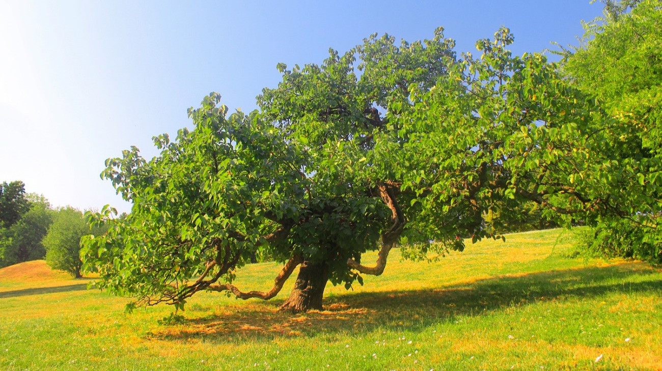 A 250 éves eperfa a Tabánban.