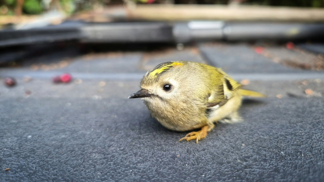 Európa legkisebb énekesmadara, a sárgafejű királyka (Regulus regulus).