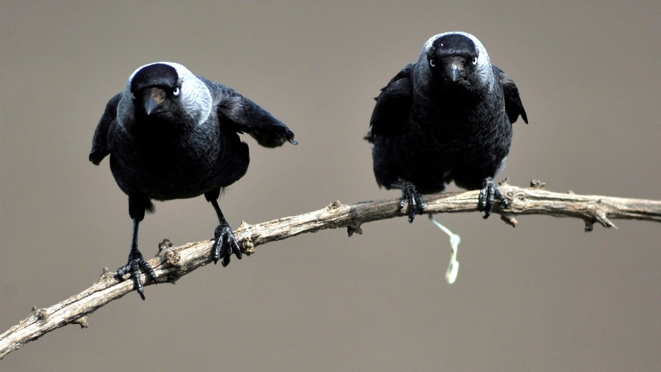 Csókák (Corvus monedula) a Bács-Kiskun megyei Tiszaalpár határában 2017. május 12-én.