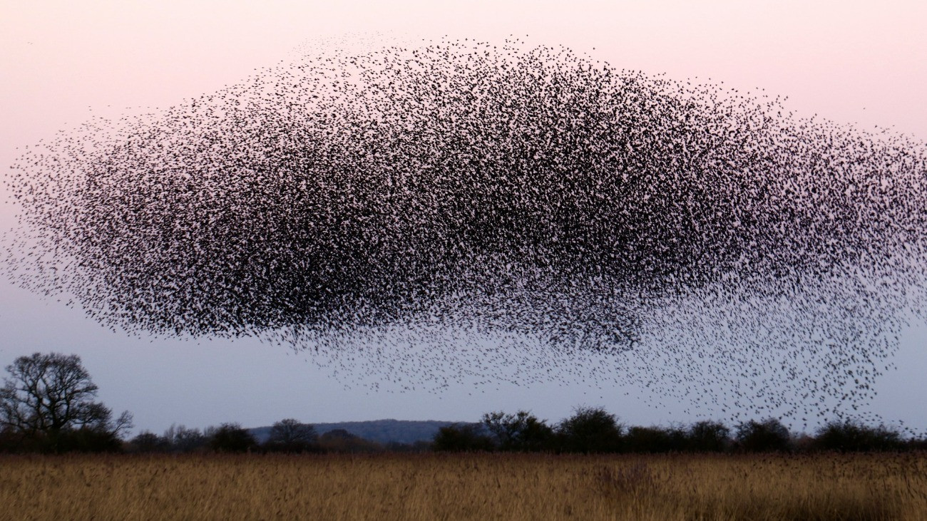 Egy nagy csapatnyi seregély a föld felett.