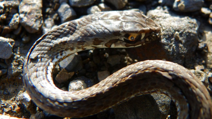 Rémület a Balatonnál