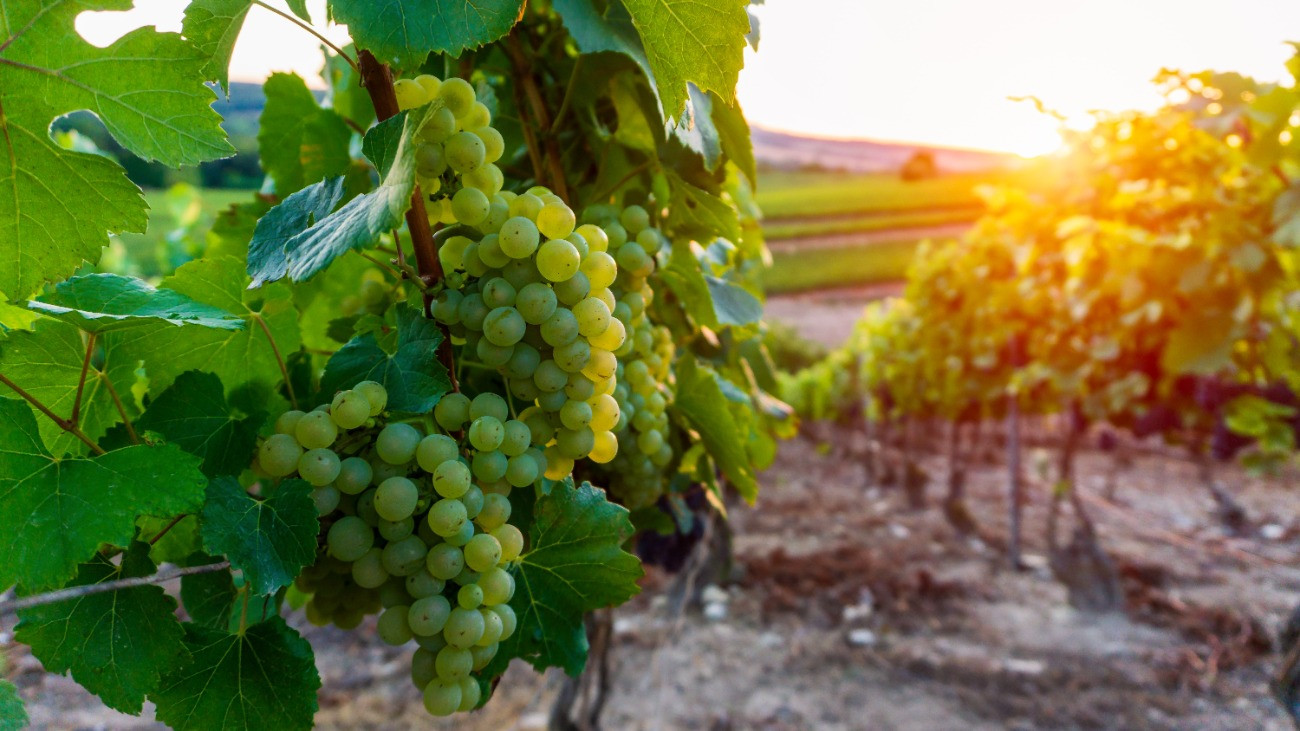 Szőlőfürtök egy falu széli ültetvényen.