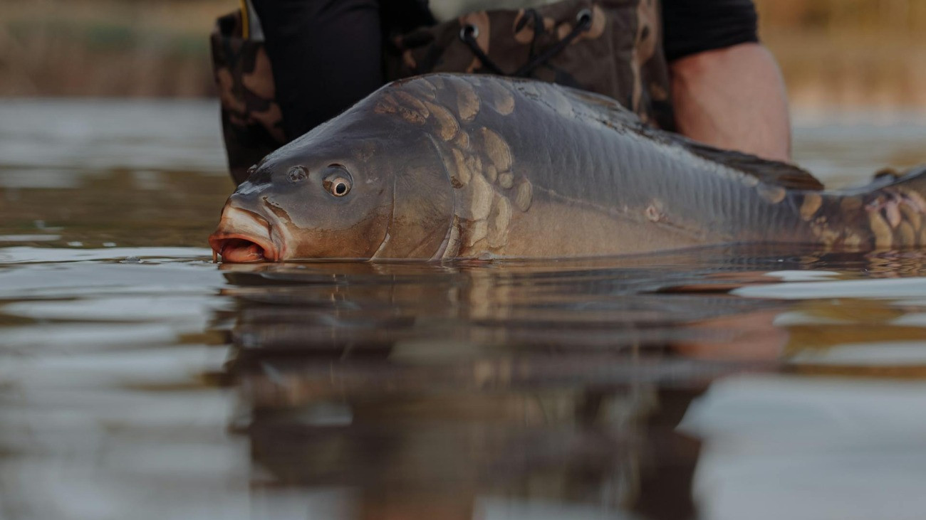 Egy horgász a vízben, kezében egy kifogott ponttyal.
