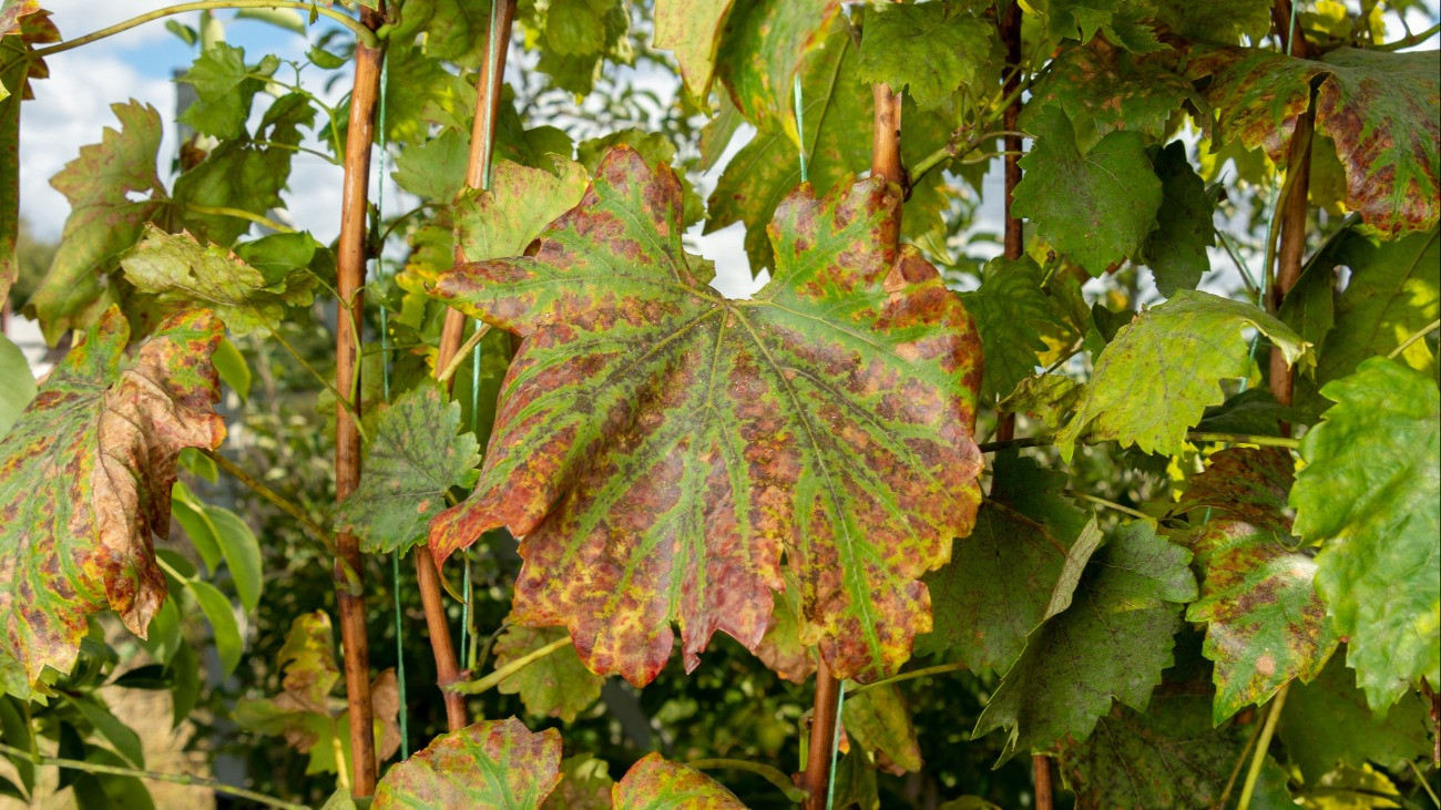 Diseased affected leaf of grapes close-up macro. Concept of protecting plantings of grapes from fungal diseases.