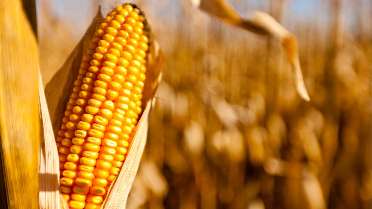 Kukorica, betakarítás előtt. Corn harvest scene, Estrem Farms, Nerstrand, Minnesota.