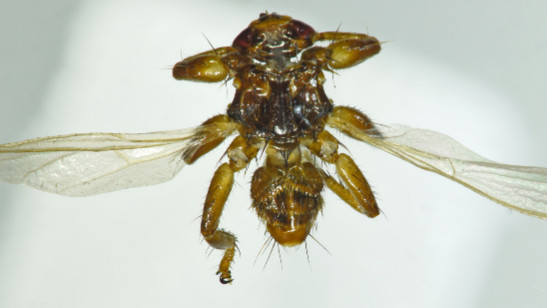 Új vérszívó jelent meg: a japán szarvas-kullancslégy első példányait dokumentálták Magyarországon.