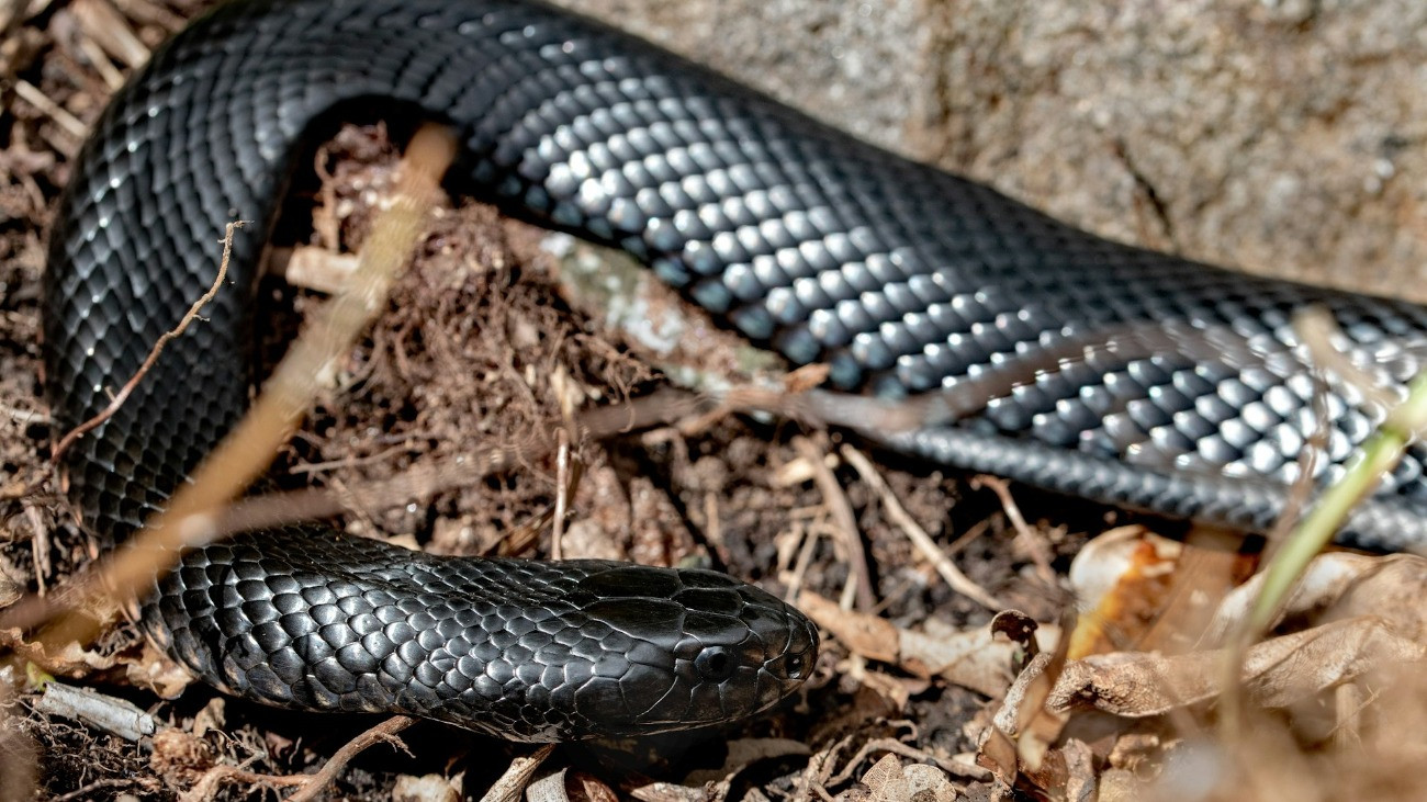 Egy fekete kígyó erdei talajon.