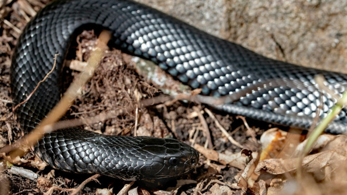 Ijesztő fekete kígyót találtak a Bükkben