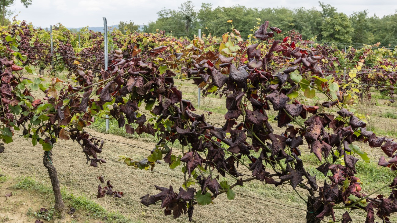 Az aranyszínû sárgaság fitoplazmás betegséggel fertõzött szõlõültetvény Zalaszentgrót környékén 2025. október 1-jén. A kormány cselekvési tervet fogadott el és 3,8 milliárd forintot különített el az aranyszínû sárgaságot terjesztõ amerikai szõlõkabóca elleni küzdelemre.
