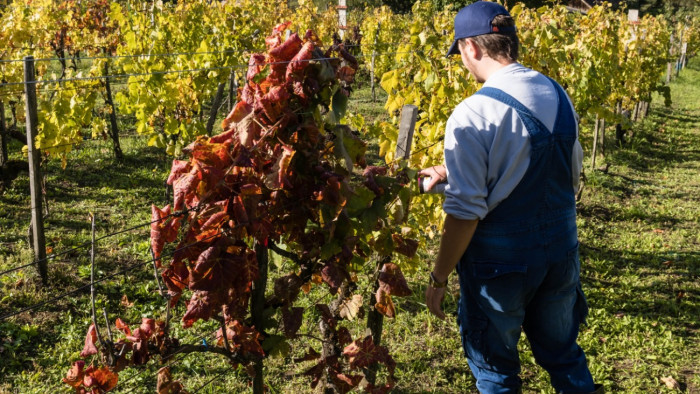 Szakértő az aranyszínű sárgaságról: 2006 óta ketyegett a bomba, most már egyes szőlőfajták is veszélyben vannak