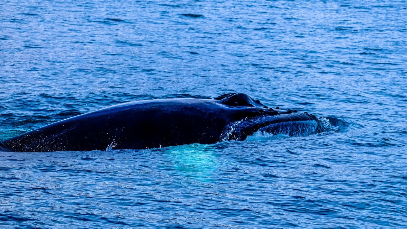 Egy bálna háta a vízben.