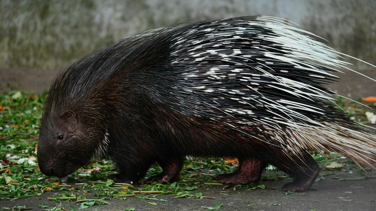Egy tarajos sül zöldséget eszik az állatkerti kifutóján.