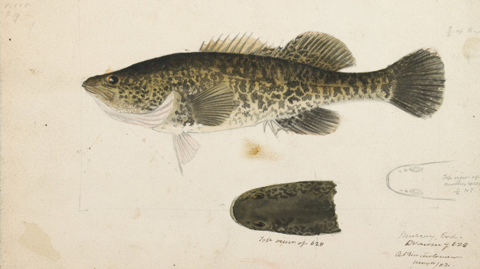 Arnie váratlanul úszott 860 kilométert