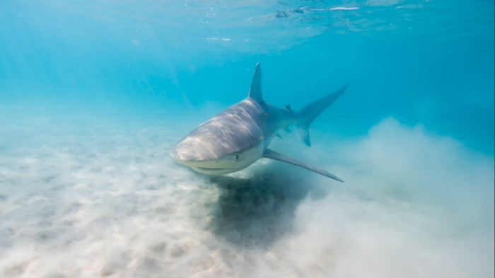 Valósággá vált horrorfilm: cápák marcangoltak szét egy turistát Izraelben