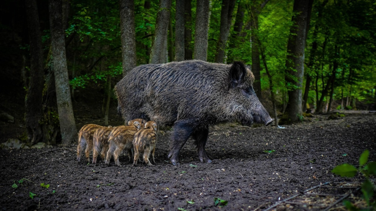 Vaddisznó és malacai egy erdőben.