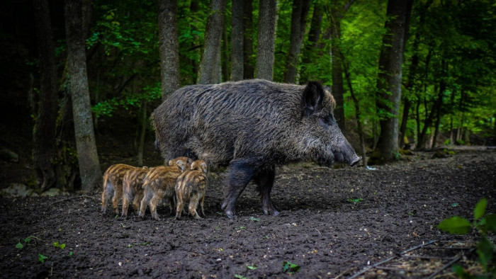 Ismét támadnak a vaddisznók, hatalmasak a károk
