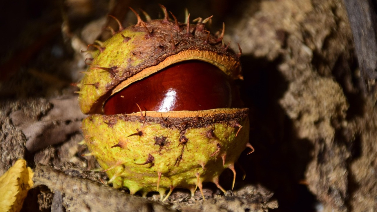 Őszi hangulat vadgesztenyével, amelyen megcsillan a napfény.