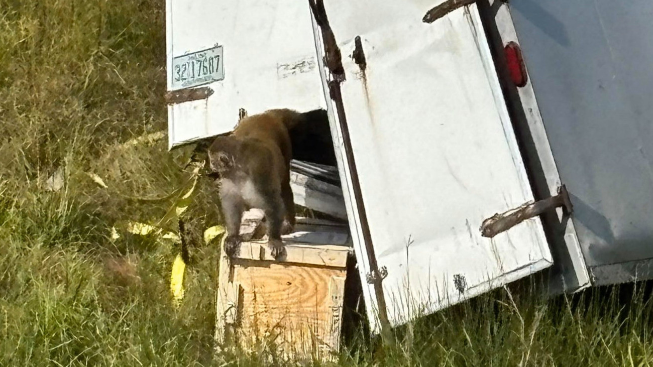 Fertőzött, agresszív laboratóriumi majmok szöktek meg egy autóbalesetben az Egyesült Államokban