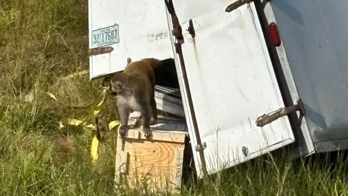 Mint egy horrorfilm: agresszív, fertőzött laboratóriumi majmok szöktek meg egy autóbalesetben