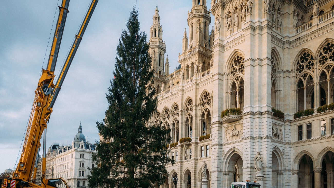 Weihnachtsbaum wird am Rathausplatz für Wiener Christkindlmarkt aufgestellt