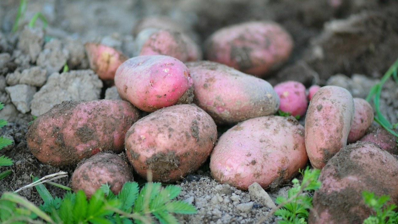 Egy kupac frissen kiásott piros burgonya.