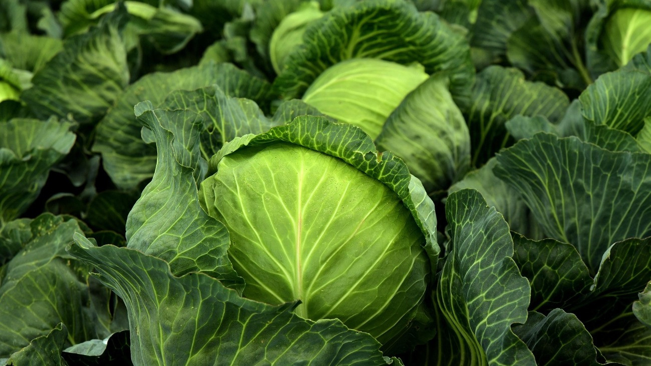 Zöldellő káposzták.