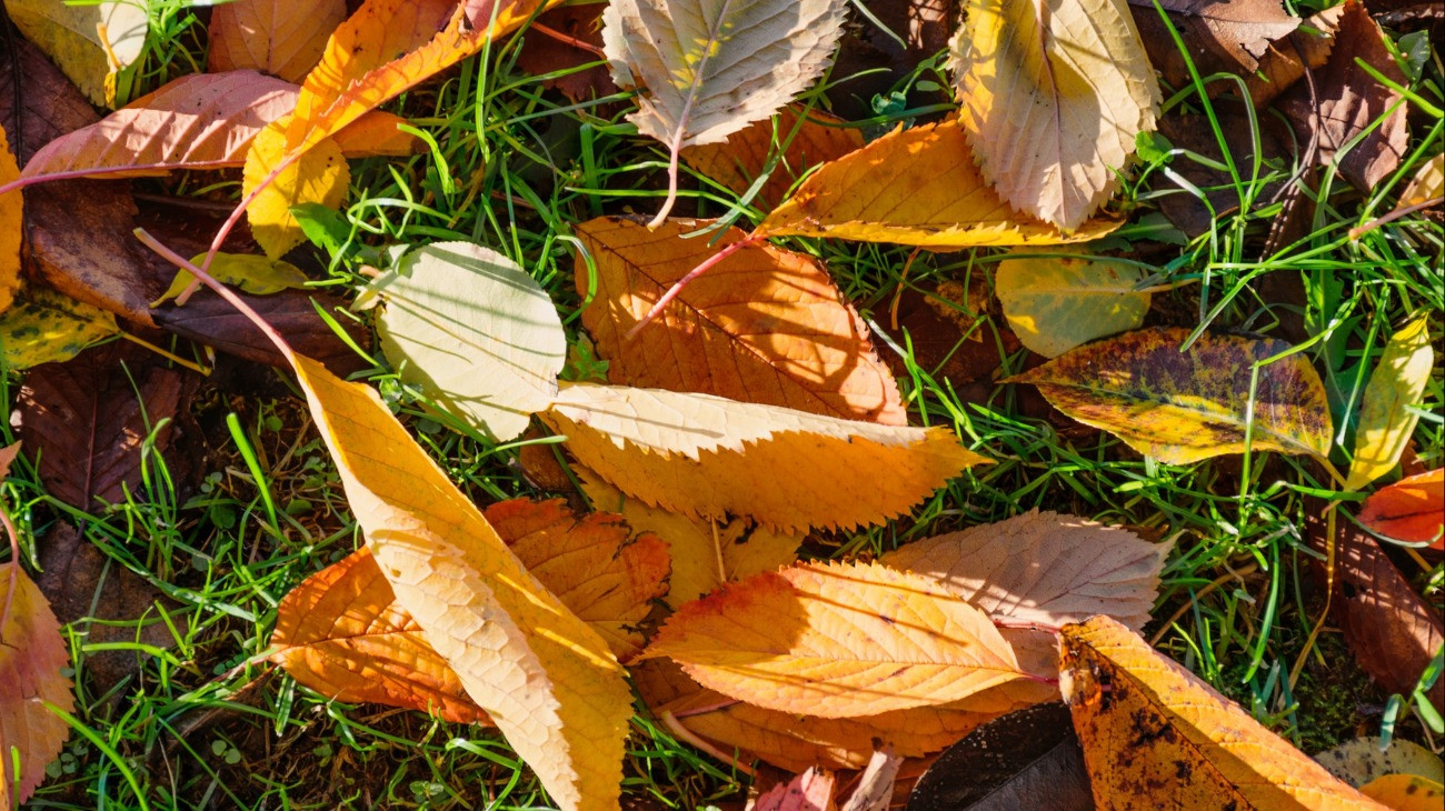Bright fallen leaves in green grass. Autumn is coming. Top view.