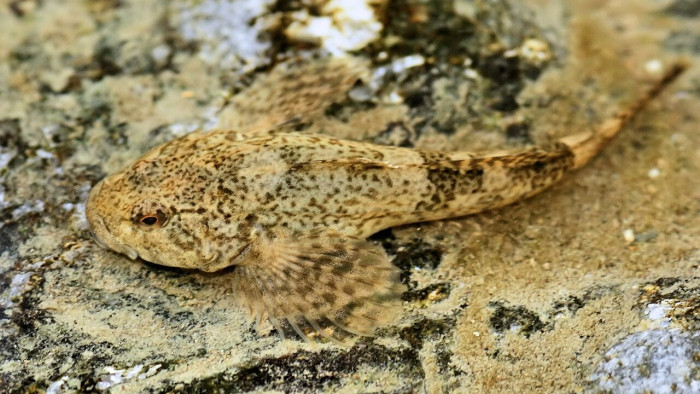 Különleges halakat találtak a Dunában – itt a magyarázat