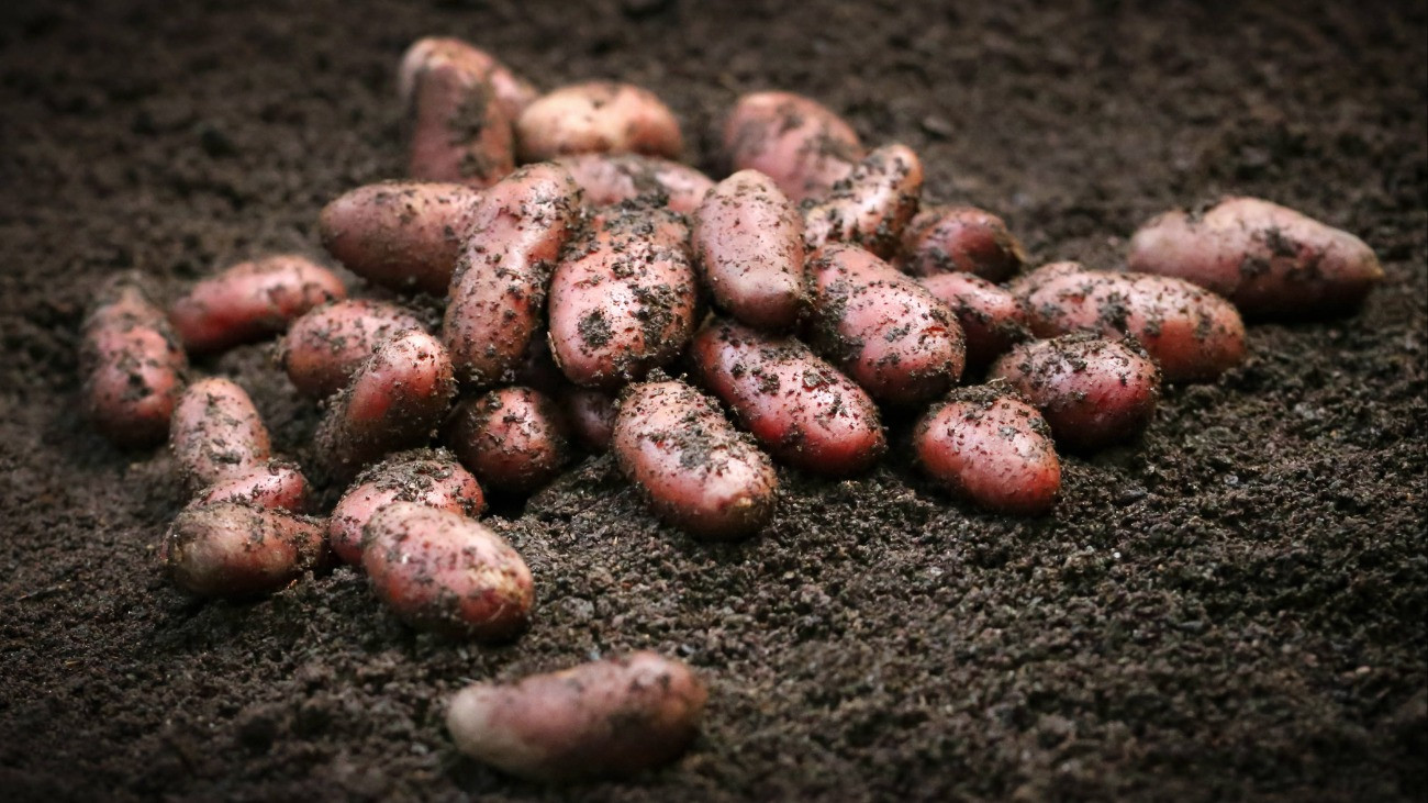 Frissen betakarított burgonya termőföldön.