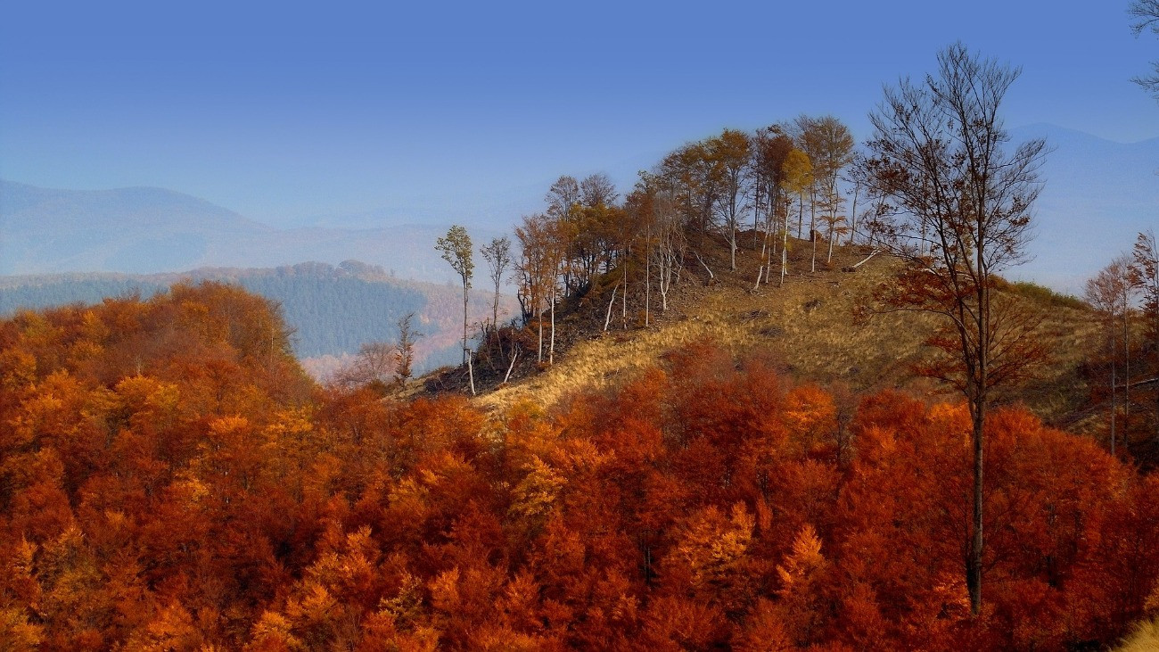 Őszi erdő a Mátrában.