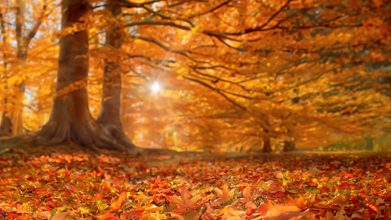 An Autumn beach forest with golden leaves.
