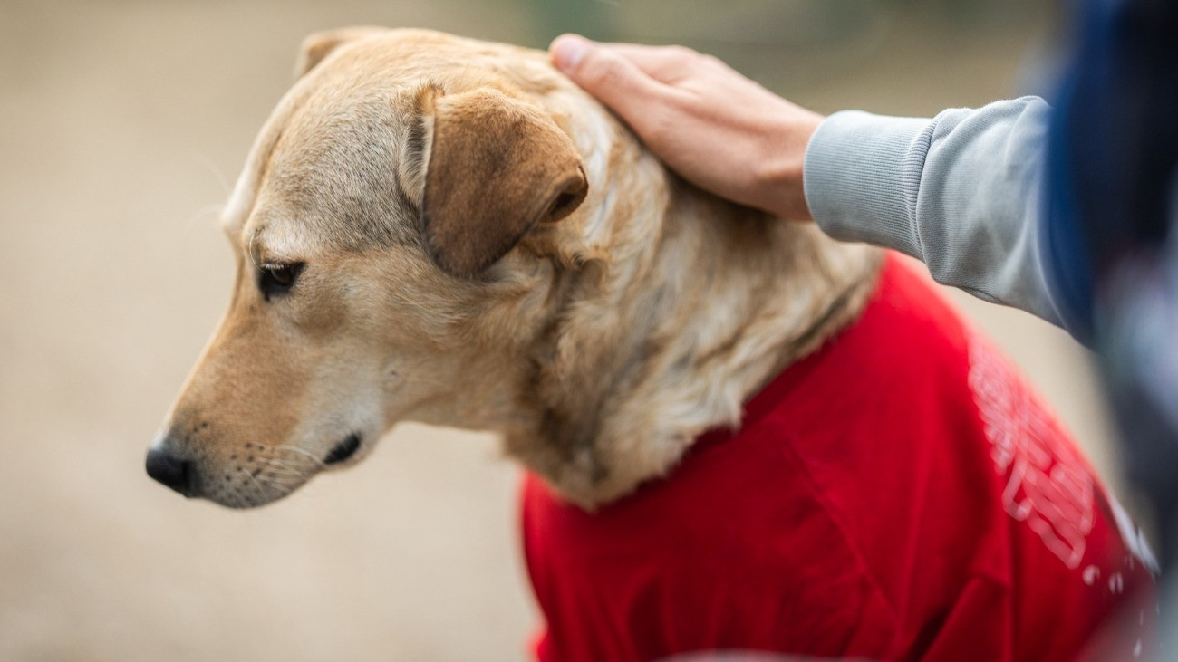 Az utóbbi időben is javult Rozi kutya állapota, sőt, már saját menedékházat is kapott annál az egyesületnél, amely a lábadozása alatt gondozza.