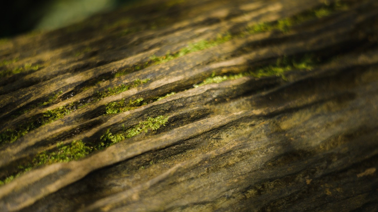 Közeli felvétel egy fatörzsönyön növekvő moháról.