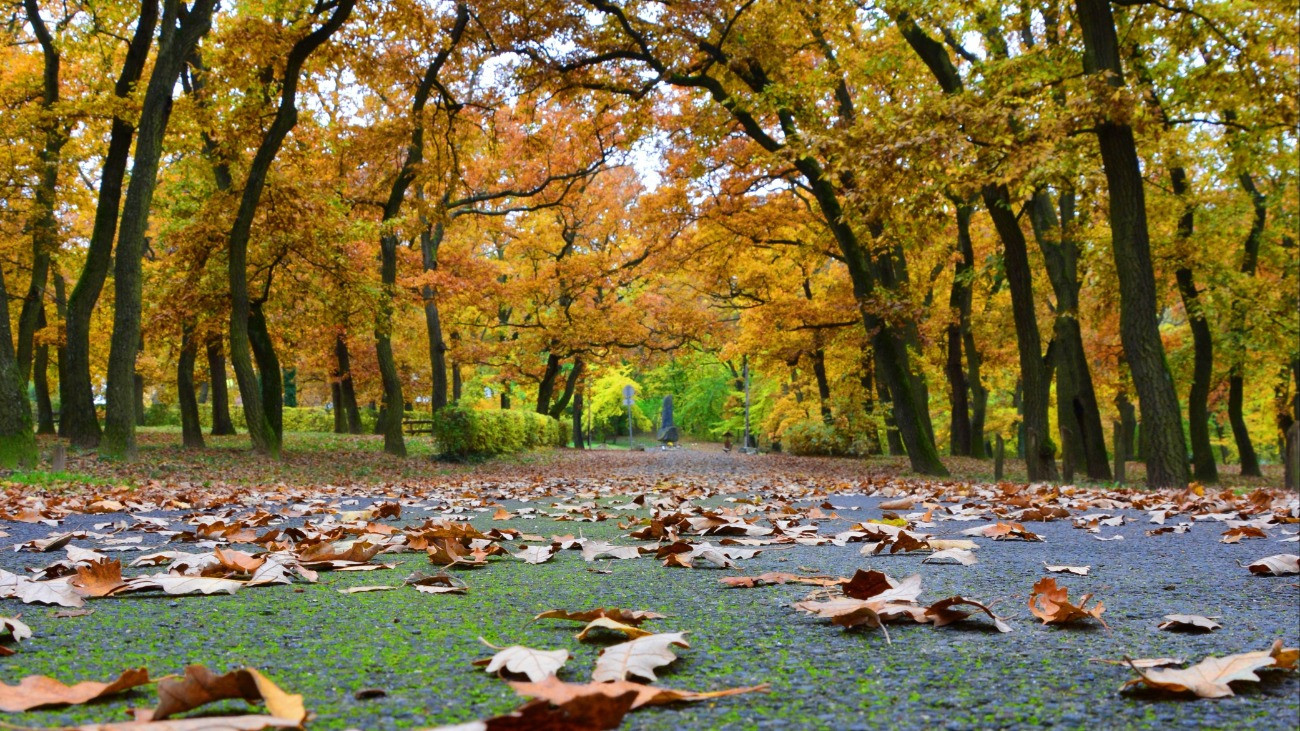 Ősszel csúszóssá válhatnak az utak a lehulló falevelek miatt.