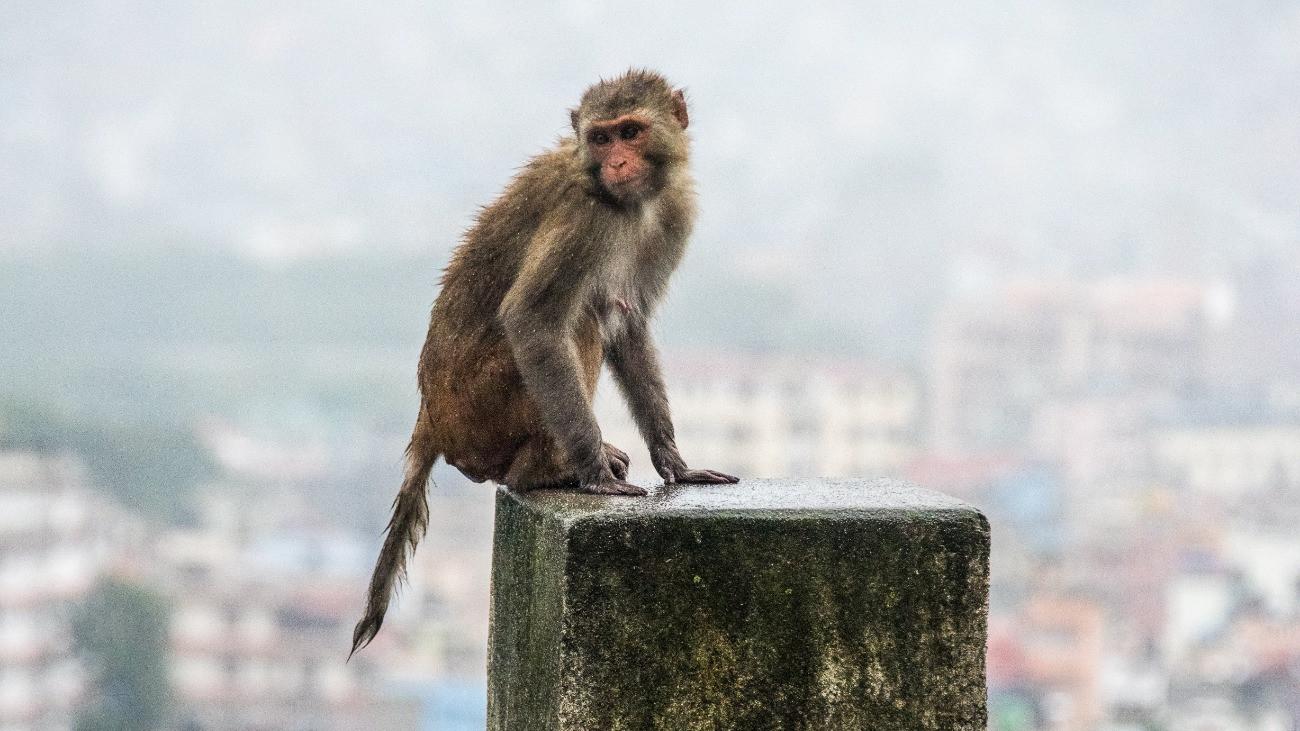 Egy ázott rézuszmajmo, háttérben Katmandú látképe Nepálban. A rézuszmajmok barna szőrzetű, vörös arcú és fülű főemlősök. Rövid szőrzet borítja a fejüket, ami kiemeli rendkívül kifejező arcukat. Forrás: Getty Images/Sergio Amiti