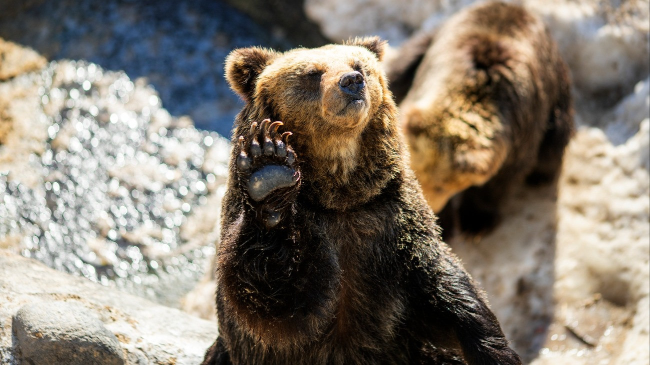 Félelmetes karmait mutatja egy medve, aki Japánban is lehetne.