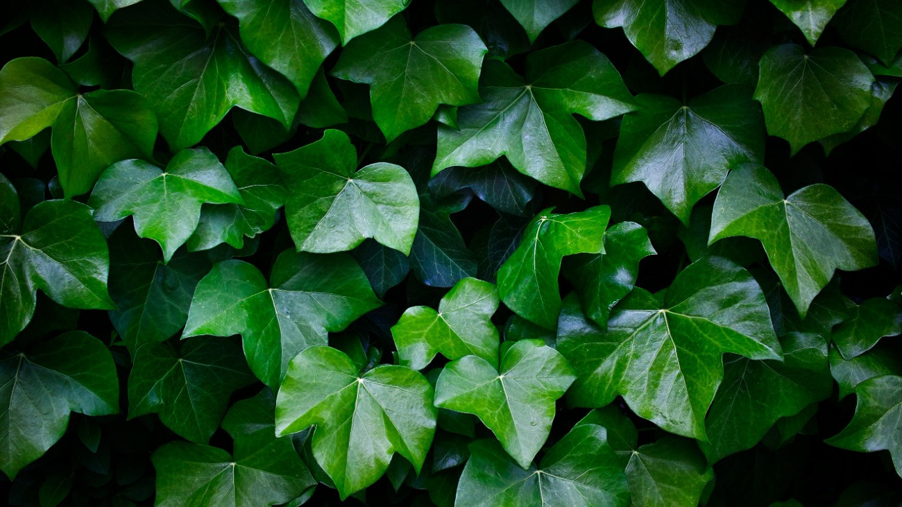 Közeli kép egy zöld borostyán leveiről egy ház falán.Forrás: Getty Images/Israel Sebastian