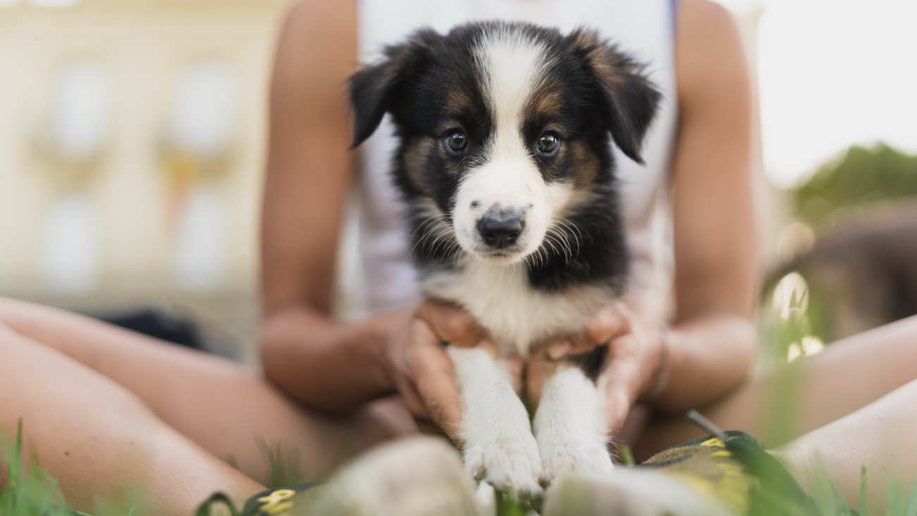 Egy Border collie kölyökkutya a gazdája ölében.