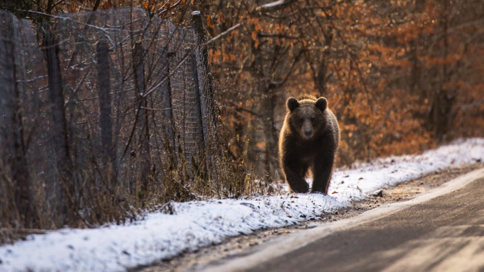 Azonnal kilőhetők a medvék lakott területen – új jogszabály éles Romániában