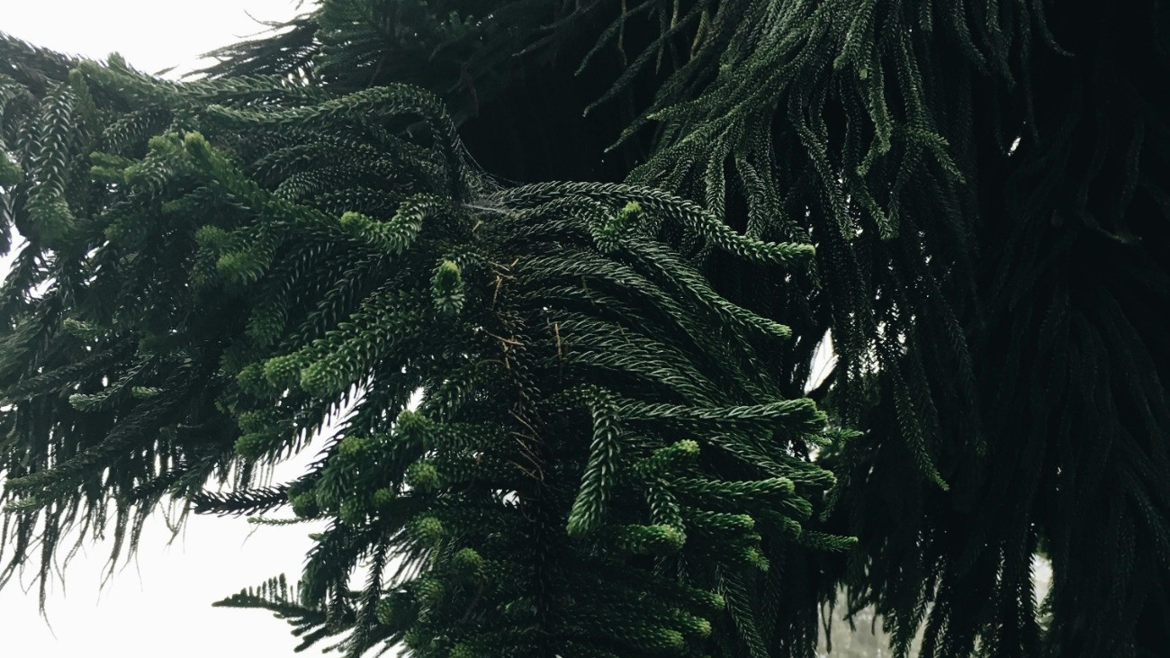 Különleges növény, több millió forintot is érhet