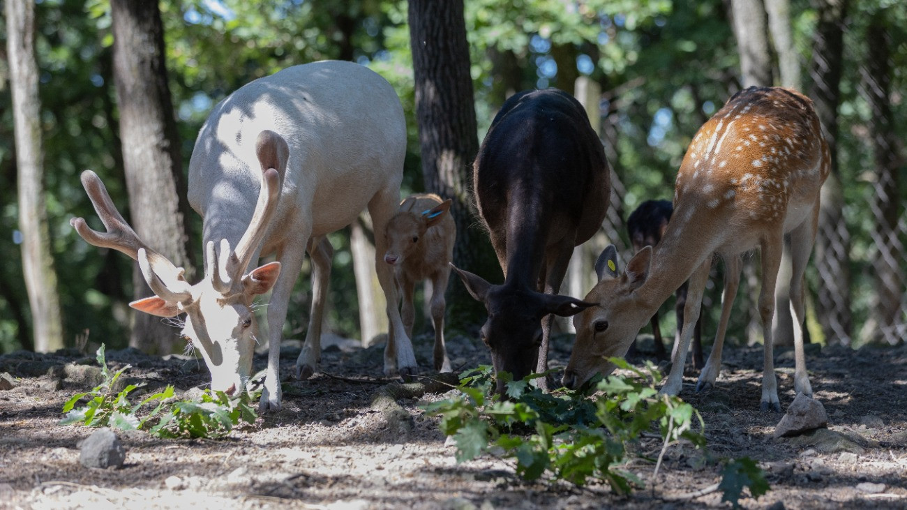 A porcelánszínû dámszarvas bika (b2) apja, Hóka (b) és anyja (j) mellett a kifutóban a Budakeszi Vadasparkban 2025. július 3-án. A különleges színû kis szarvas  aki az idõ múlásával esélyes, hogy fehér színû lesz  névadásában most az érdeklõdõk is részt vehetnek.