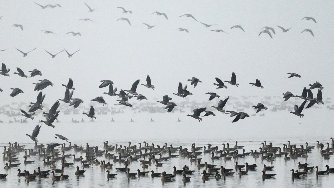 Vadludak a tatai Öreg-tó felett a 24. Vadlúd Sokadalom helyszínén 2024. november 30-án. A tavon november végére általában 40-50 ezer madár éjszakázik, többségük nagy lilik és nyári lúd, de a távcsöves megfigyelõk a madártömegben gyakran látnak globálisan veszélyeztetett fajok példányait. A vadludak akár hatezer kilométerrõl, Skandinávia és Szibéria északi térségeibõl érkeznek a tóhoz az ottani idõjárás hidegre fordulása után.
