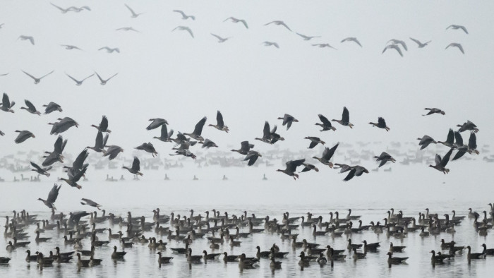 Látványos fesztivál lesz: 50 ezer liba húz el egyszerre szombaton Tatán