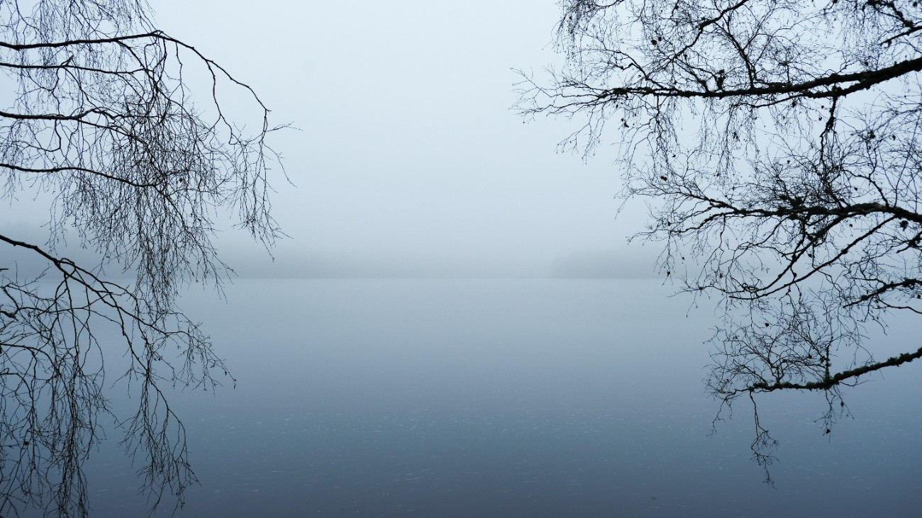 Csupasz fák ágai egy ködös tó fölött ősszel.