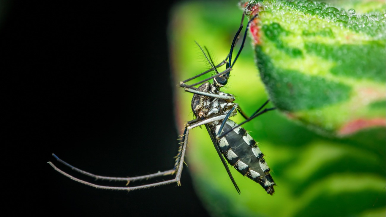 Ázsiai tigrisszúnyog harmattal borított levélen pihen.