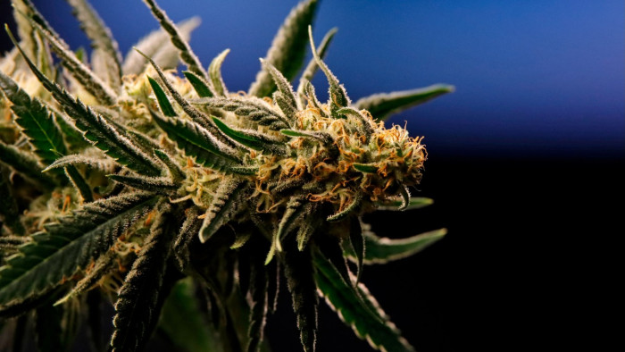 Erősödik a kannabiszláz Németországban – ezért fogyasztják