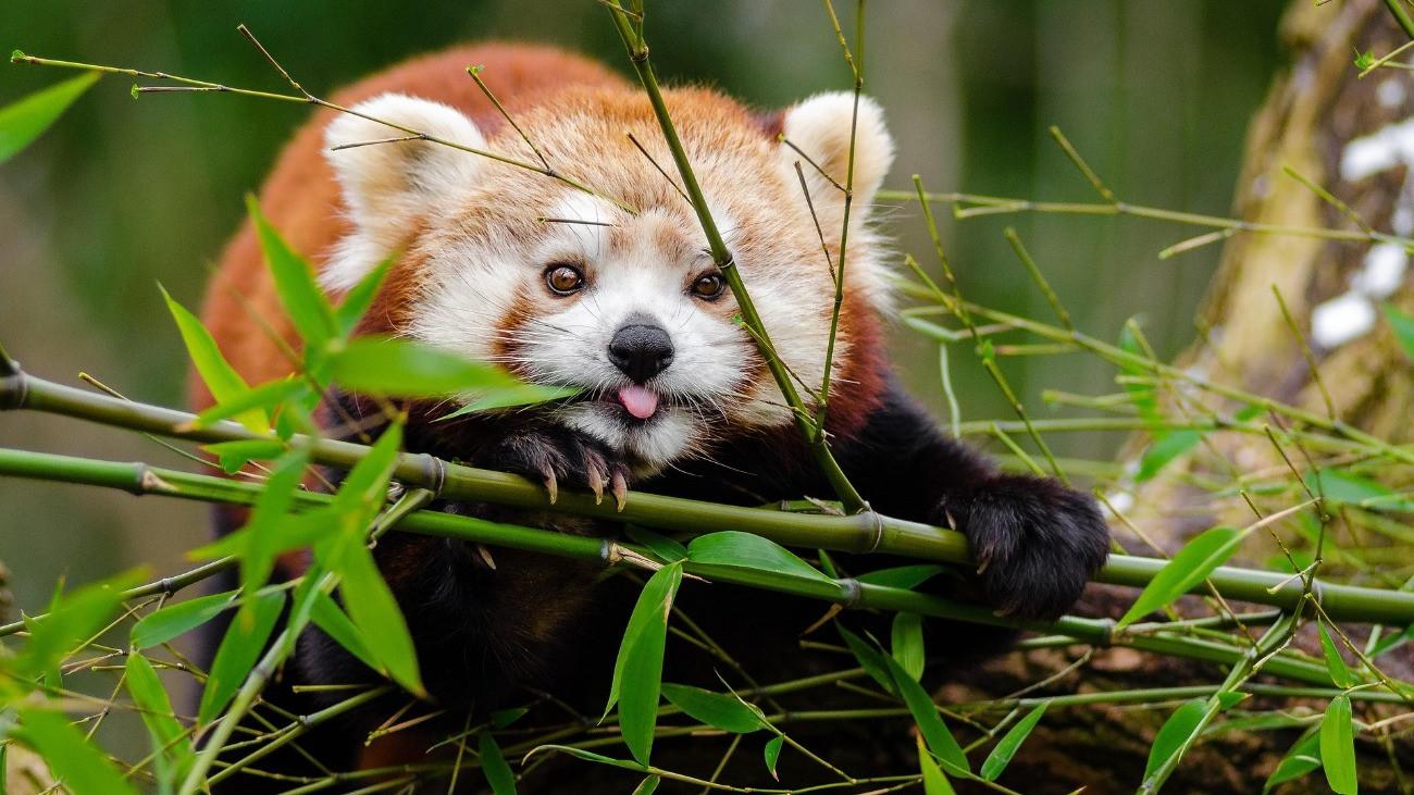 Bambuszrostot eszeget egy vörös panda.