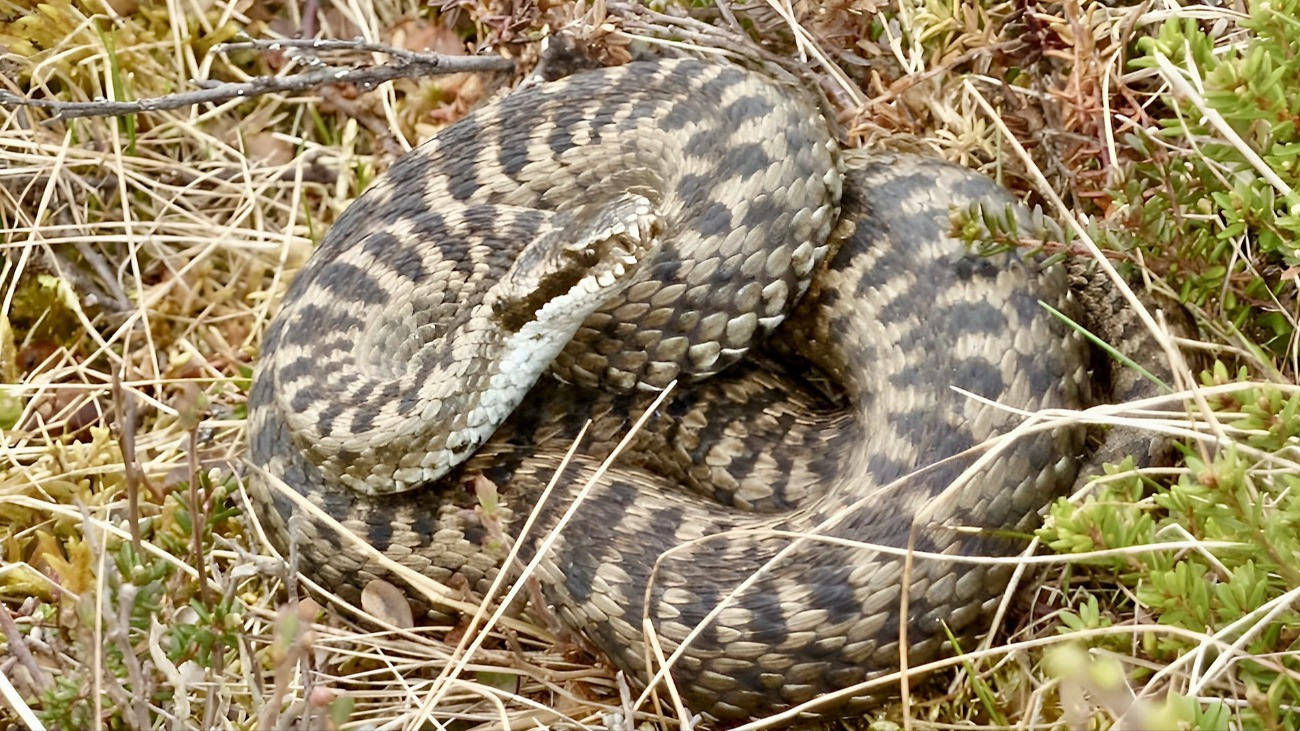 Egy összetekeredett keresztes vipera (Vipera berus) az aljnövényzetben.