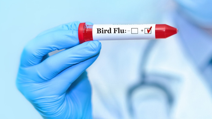 Helyettes főállatorvos: 13 ezer pulykát és libát kell elpusztítani